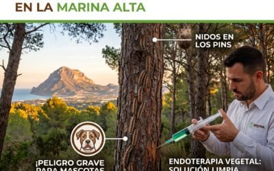 La procesionaria del pino en la Marina Alta: comportamiento, riesgos y la importancia de la prevención